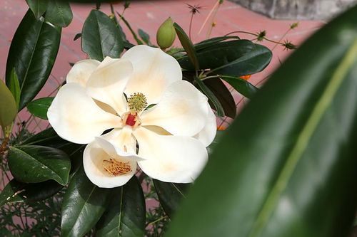 Chiêm ngưỡng vẻ đẹp tinh khiết của hoa sen đất