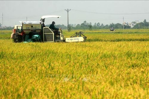 Tiền đề xây dựng thương hiệu lúa gạo Thái Bình