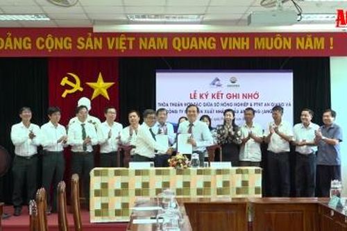 Angimex xây dựng vùng nguyên liệu lúa, nếp bền vững tại An Giang