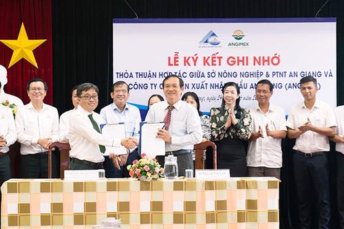 Angimex xây dựng vùng nguyên liệu lúa, nếp bền vững tại An Giang