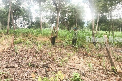 Lại nóng chuyện chiếm đất rừng
