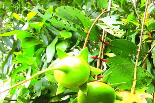 Loài cây ở Việt Nam nghe tên đã thấy nghèo, nay là 'mỏ vàng' bán thu tiền triệu