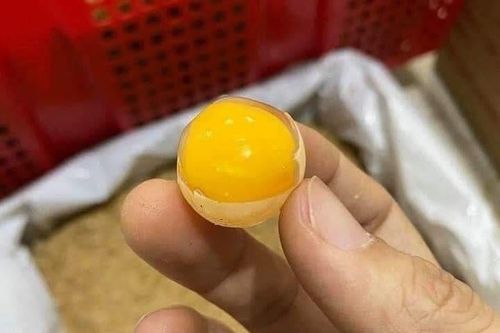 Loại trứng thần dược có giá rẻ bất ngờ, chị em mua hàng trăm quả