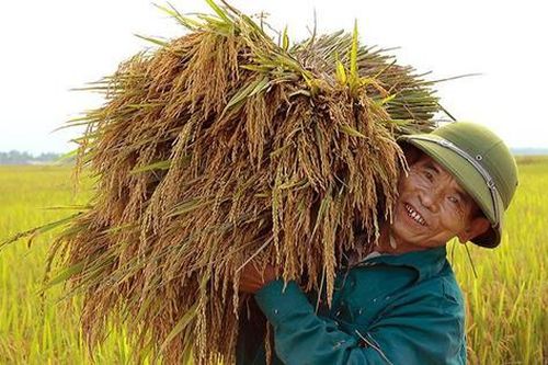 Trung ương yêu cầu mỗi năm sản xuất ít nhất 35 triệu tấn lúa để bảo đảm an ninh lương thực