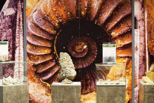 Hóa thạch - Hành trình khám phá nguồn gốc của sự sống trên Trái Đất