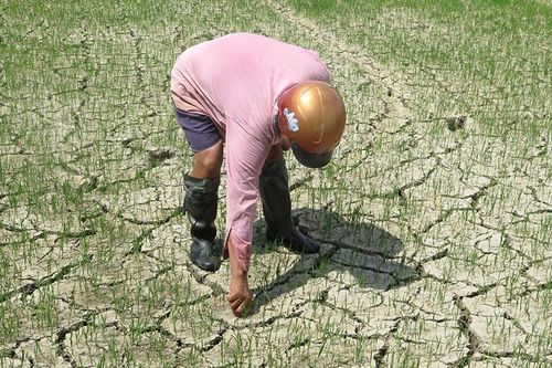 Phú Yên: Khẩn trương chống hạn cứu lúa hè thu