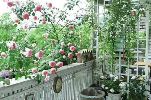 Dành 5 năm sửa sang ban công 20m2 thành khu vườn thư giãn