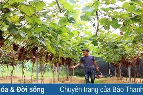 Thăm vườn nho đầu tiên trên vùng đất Thường Xuân