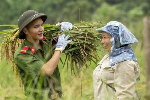 Công an huyện Bát Xát lội ruộng giúp dân gặt lúa