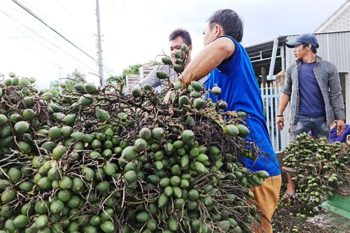 Thương lái mua gom cau ở miền Tây