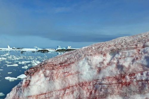 Vì sao băng trôi có màu đỏ?