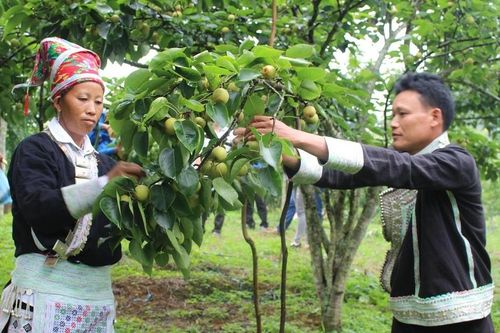 Lên Bát Xát cùng trải nghiệm văn hóa đặc sắc và thu hoạch Lê Tai nung