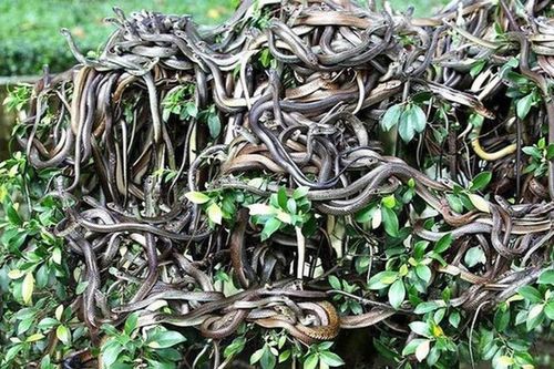 'Hòn đảo tử thần' nơi hàng vạn con rắn độc ngự trị