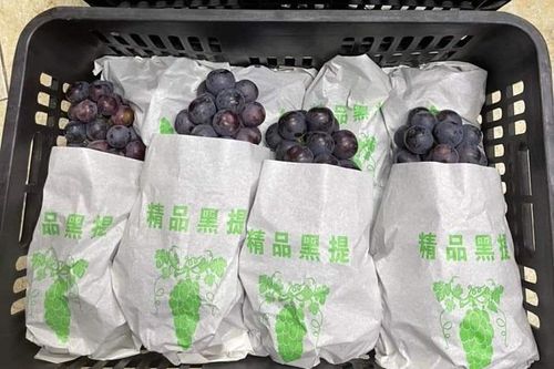 Nho đen không hạt giá 40 nghìn đồng/kg, nguồn gốc đáng ngờ