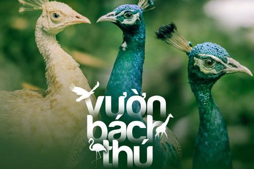 Ngắm 'vườn bách thú' trong Thảo Cầm Viên Sài Gòn qua loạt ảnh xanh mướt của nhiếp ảnh gia 9X