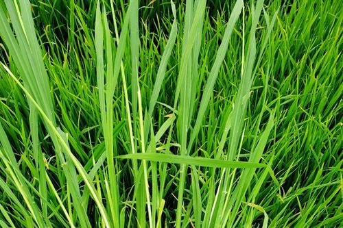 Tăng cường quản lý muỗi hành