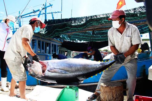 Sản lượng hải sản khai thác đạt khoảng 41.000 tấn