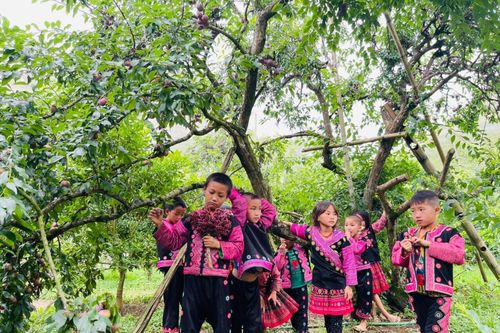 Khám phá mùa mận chín tại cao nguyên Mộc Châu
