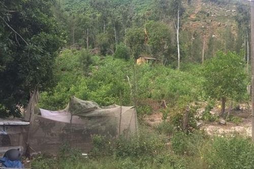 Khó khăn thu hồi hàng trăm hécta đất rừng cấp sai
