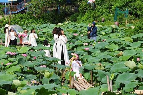 Chị em tấp nập đội nắng chụp ảnh sen Tây Hồ