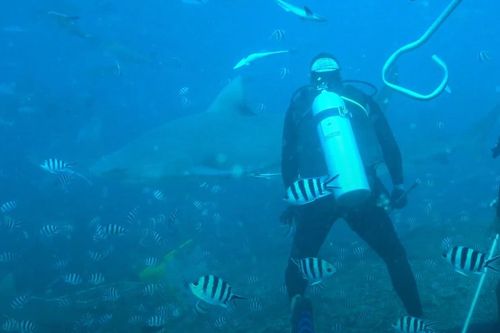 Thợ lặn bắt tay cá mập bò ở Fiji