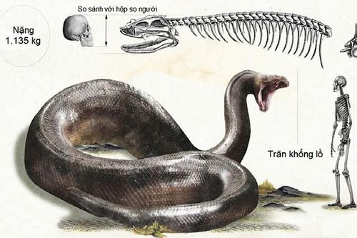 Những siêu 'quái vật' khổng lồ từng thống trị Trái đất thời tiền sử