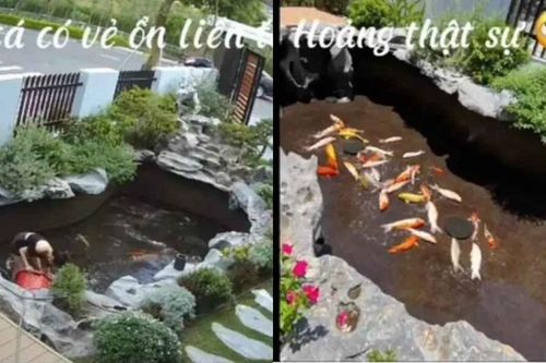 Đang thay nước hồ cá Koi, vợ mắc đi chơi suýt gây ra thảm họa