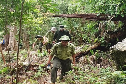 Đà Nẵng: Triển khai ứng phó nguy cơ cháy rừng mức cực kỳ nguy hiểm