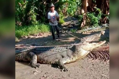 Kinh ngạc người đàn ông dùng dây thừng tóm gọn cá sấu dài hơn 4 mét