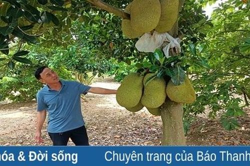 Làm giàu nhờ mô hình trồng cây ăn quả có múi theo tiêu chuẩn VietGAP