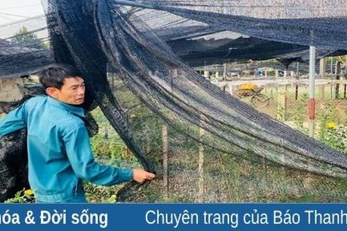 Nông dân nỗ lực chống nắng nóng cho cây trồng