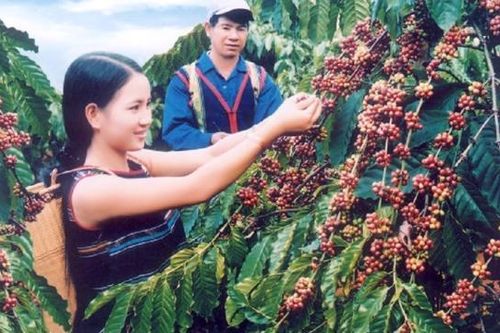 Tái canh đã đưa năng suất cà phê ở Việt Nam lên cao gấp 3 lần thế giới