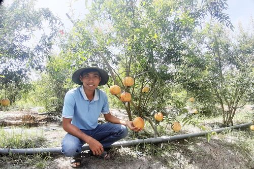 Hướng đi cho giống lựu đỏ Peru