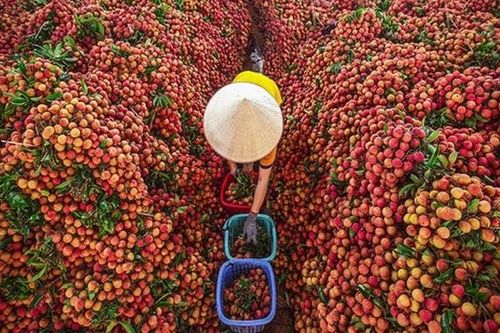 Vải thiều Bắc Giang dao động từ 15.000 – 25.000 đồng/kg