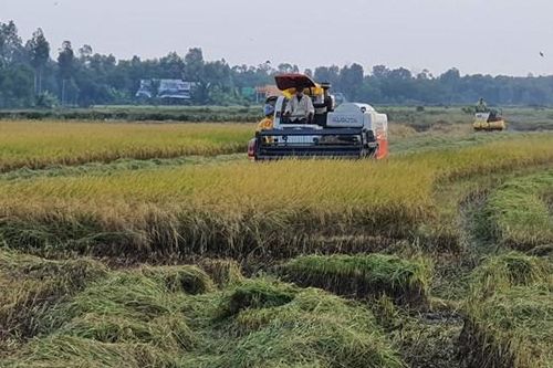 Bạc Liêu: Diện tích bao tiêu lúa gạo theo chuỗi giá trị hơn 100.000 ha
