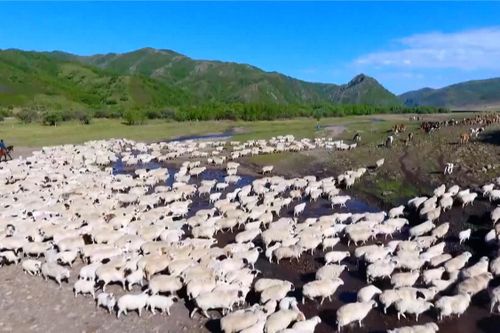 Hàng trăm nghìn gia súc di cư ở Trung Quốc