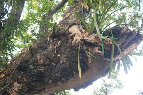 Cận cảnh cây thị 992 tuổi gốc xù xì, chứa được cả người trong thân