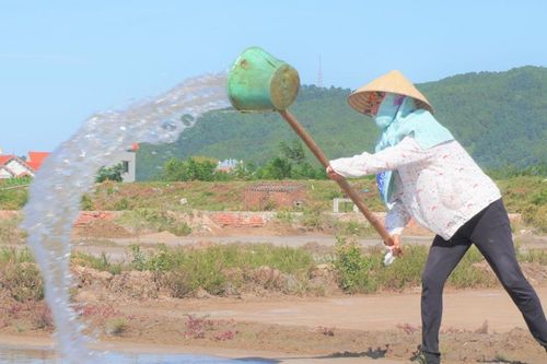 Giữa trưa 'rang mình' trên đồng nước mặn
