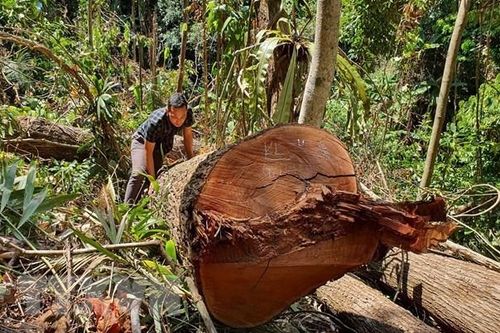 Án phạt thích đáng cho các đối tượng phá rừng tại Kon Plông, Kon Tum