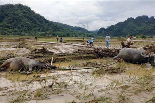 Mưa lớn gây nhiều thiệt hại tại huyện vùng cao Lâm Bình, Tuyên Quang