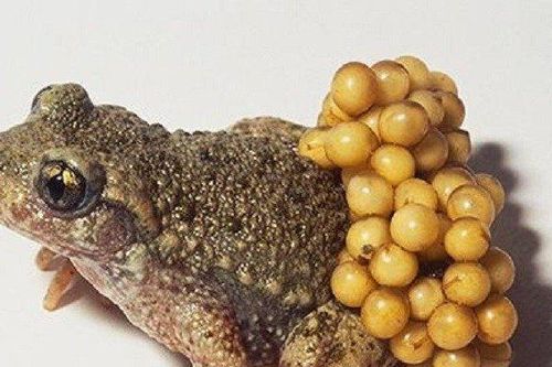 Hai chị em ruột tử vong nghi ngộ độc do ăn 'vật lạ'