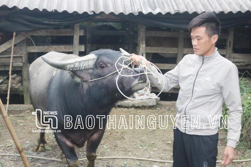 Chuyện nhà anh Lý