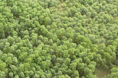 Quảng Trị: Bãi nhiệm chức vụ và đại biểu HĐND đối với ông Hồ Quốc Hương