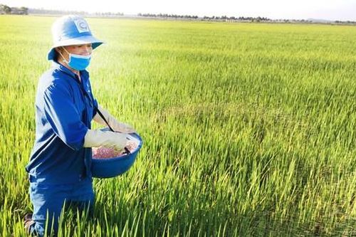 Thị trường phân bón sẽ biến động theo chiều hướng nào?