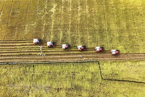 Gạo thương hiệu 'Cơm VietNam Rice' sắp được bán tại châu Âu
