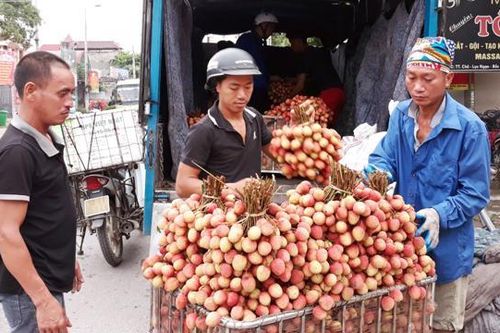 Vải thiều Lục Ngạn không hạt, cung không đủ cầu