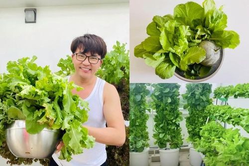 Vườn rau thủy canh đủ các loại trong biệt thự của MC Đại Nghĩa