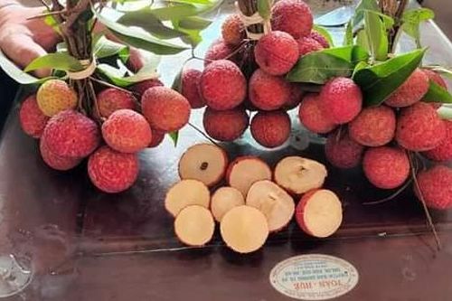 Bắc Giang trồng thử nghiệm thành công vải thiều không hạt