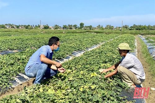 Nhân rộng vùng sản xuất rau an toàn