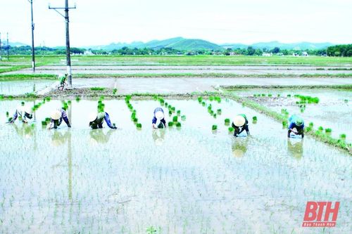 Chủ động phòng, chống hạn cho lúa thu mùa